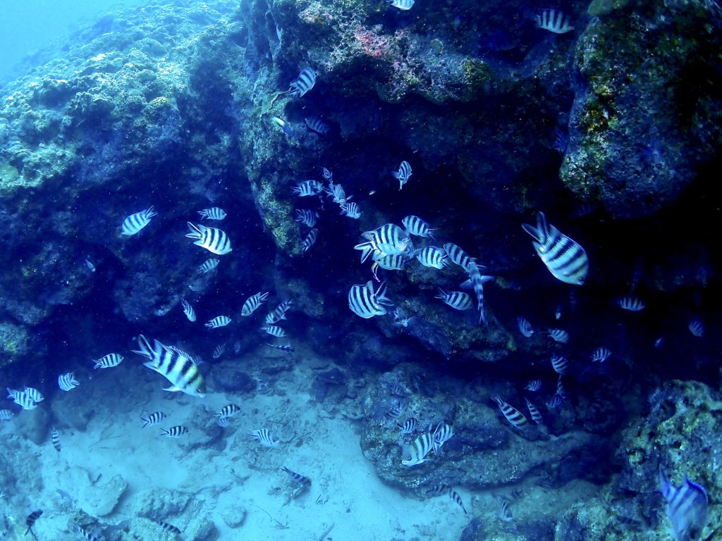 真栄田岬 ロクセンスズメダイ