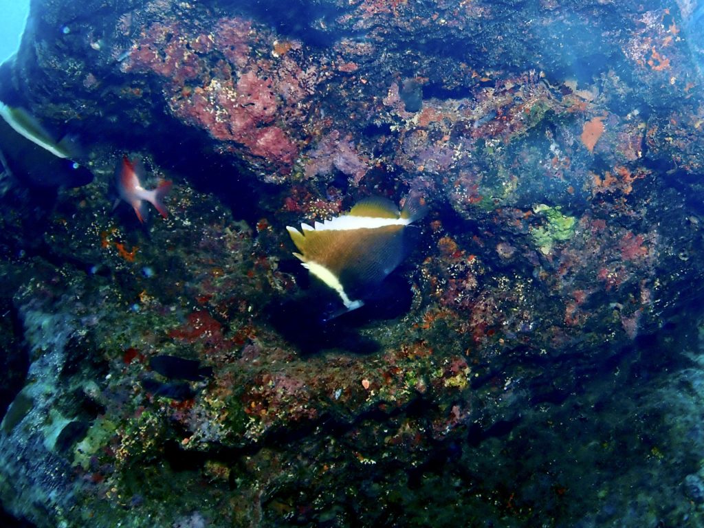 真栄田岬 ツノハタタテダイ