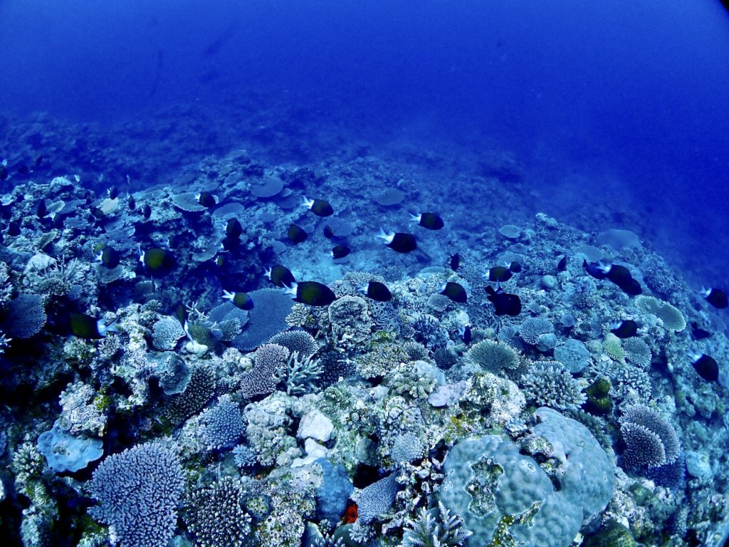 アマミスズメダイ 恩納村