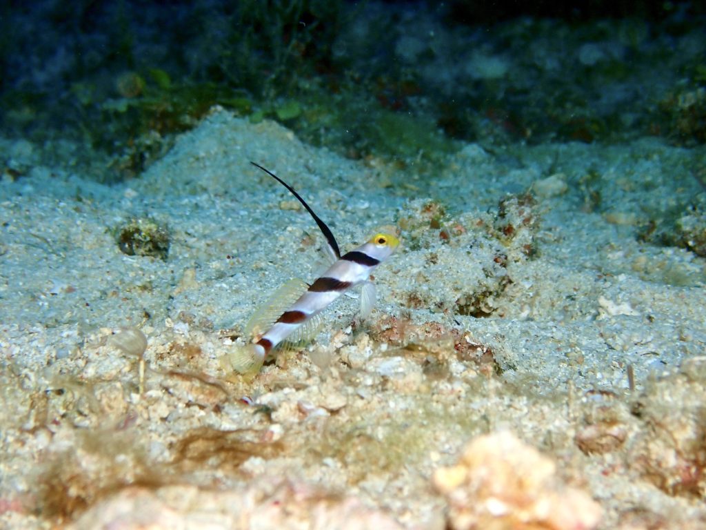 ヒレナガネジリンボウ 真栄田岬