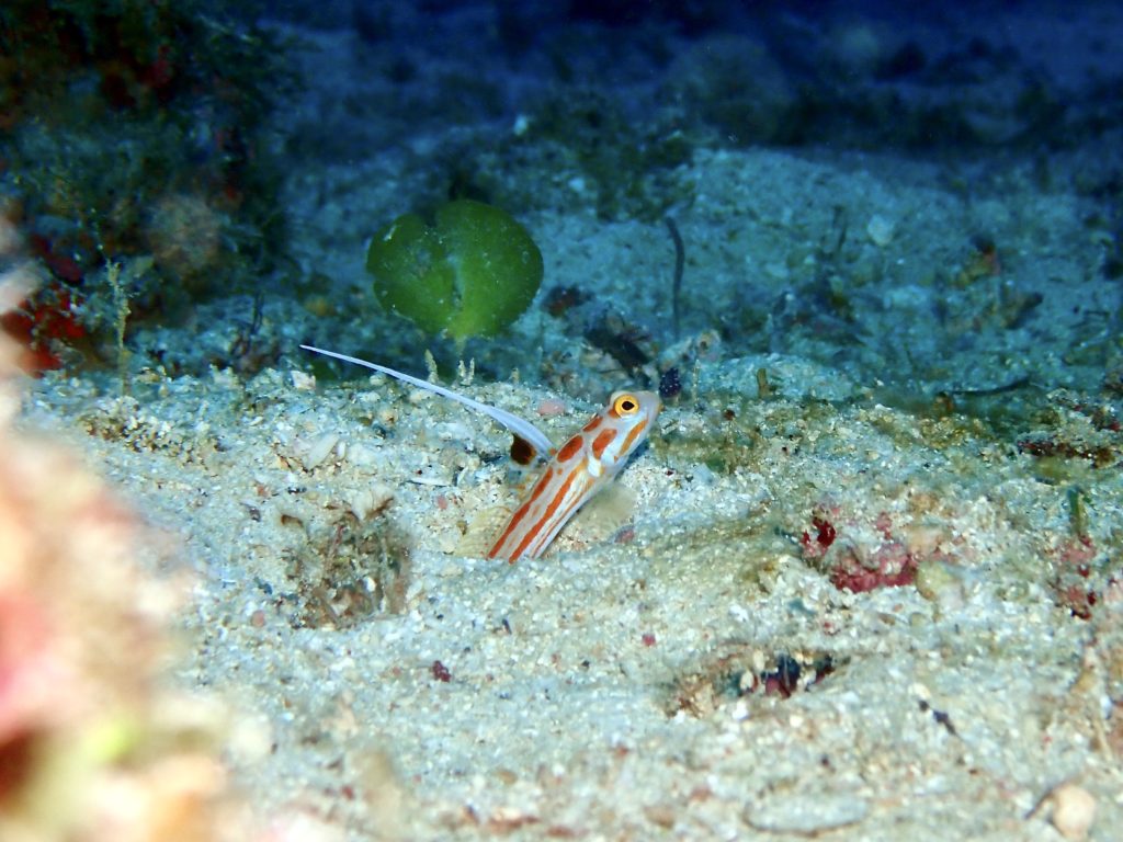 ヤシャハゼ 恩納村