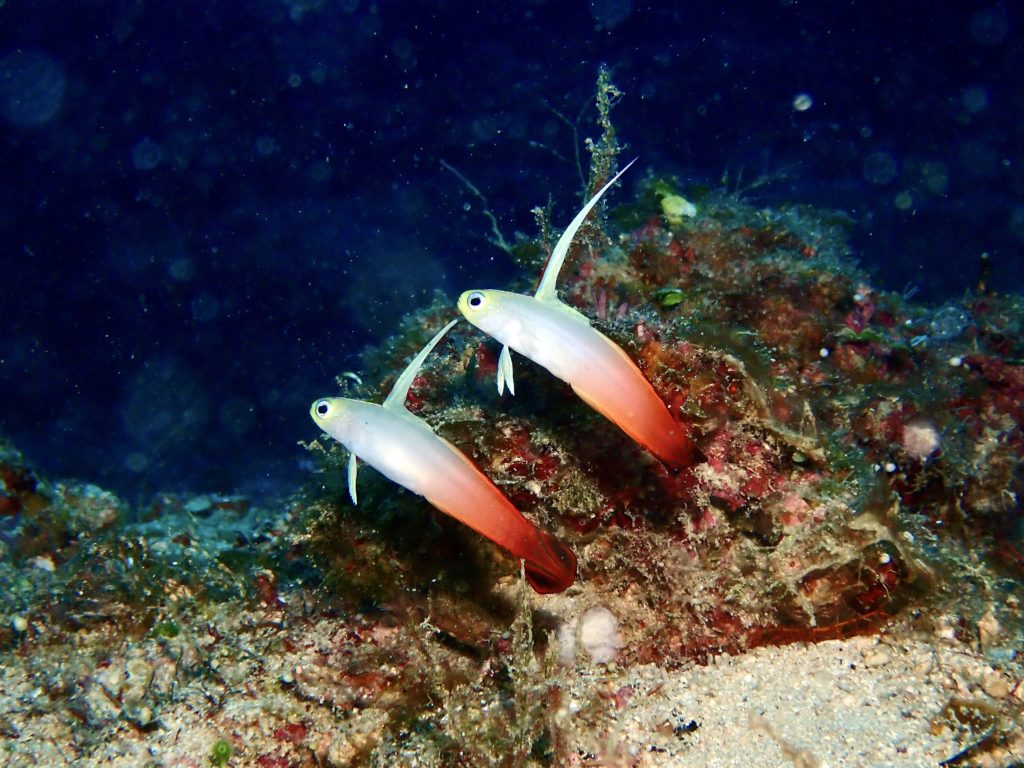 ハタタテハゼ 真栄田岬