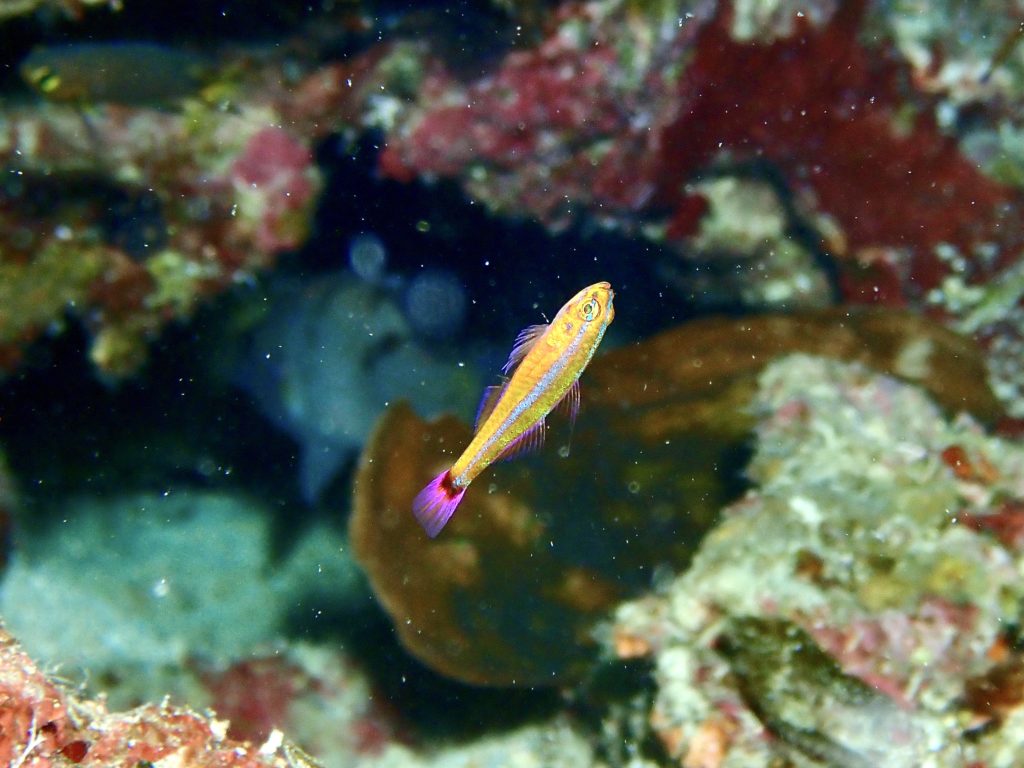 アオギハゼ 真栄田岬