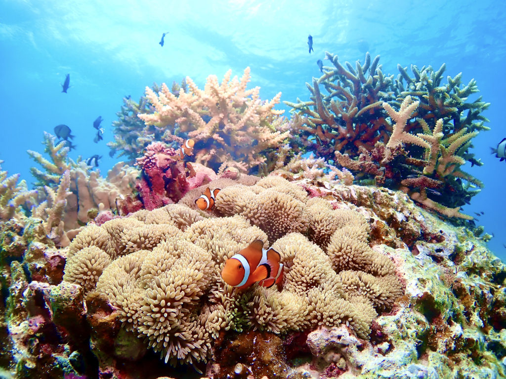 カクレクマノミ　恩納村
