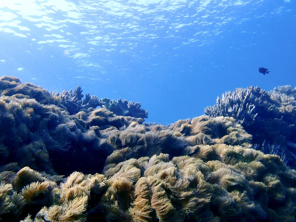 砂辺　カリフォルニアサイド