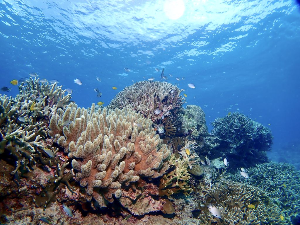 沖縄　ファンダイビング