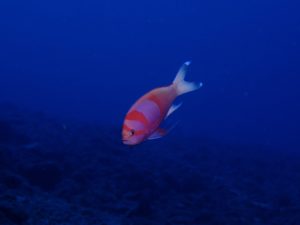 スミレナガハナダイ　沖縄