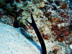 沖縄　ハナビゲウツボ