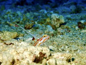ヤシャハゼ　恩納村
