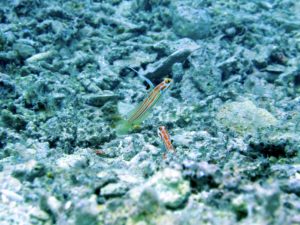 ヤシャハゼ　沖縄