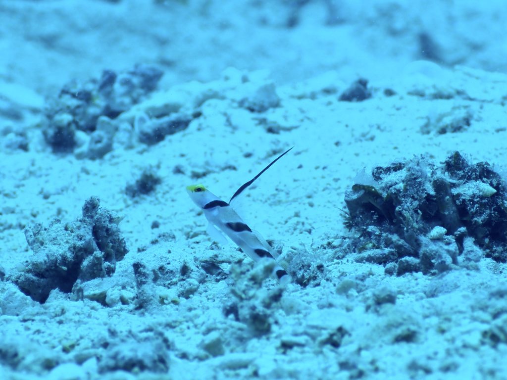 沖縄北部 ヒレナガネジリンボウ