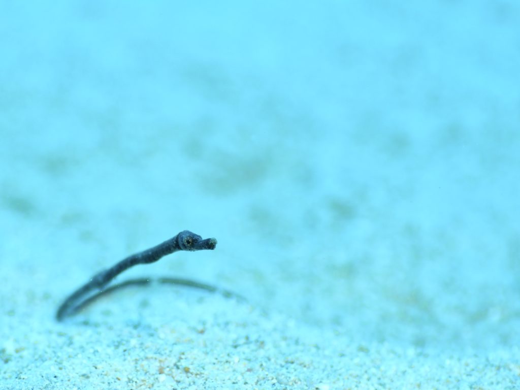 沖縄北部 タツノハトコ