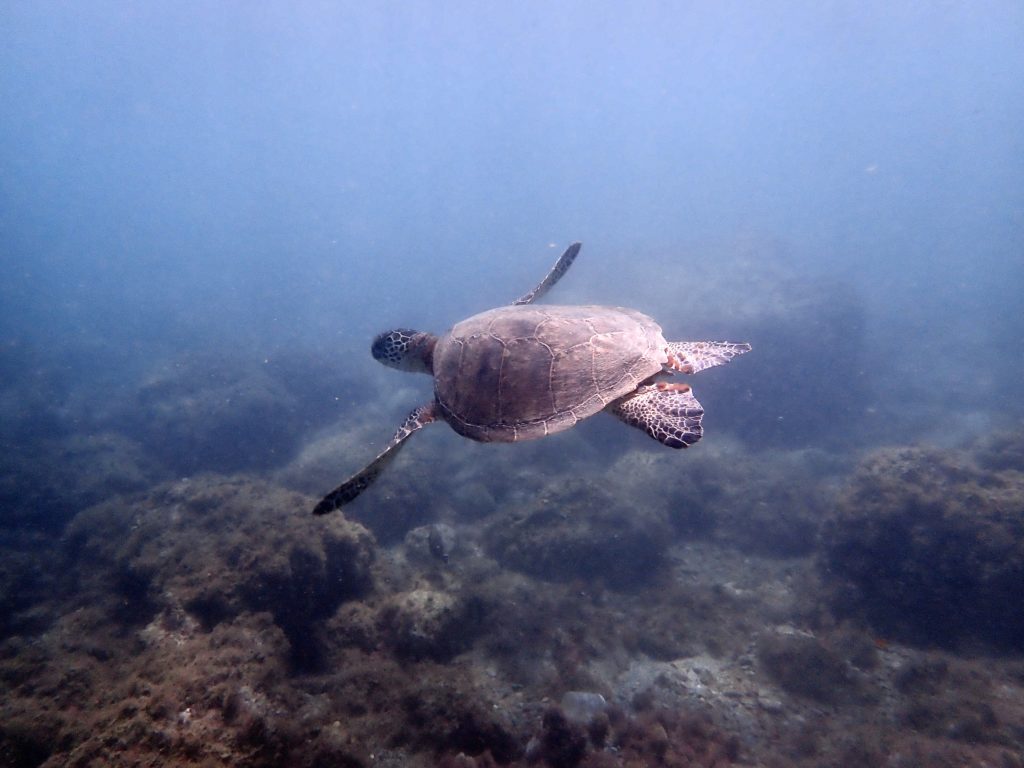 沖縄北部 ウミガメ