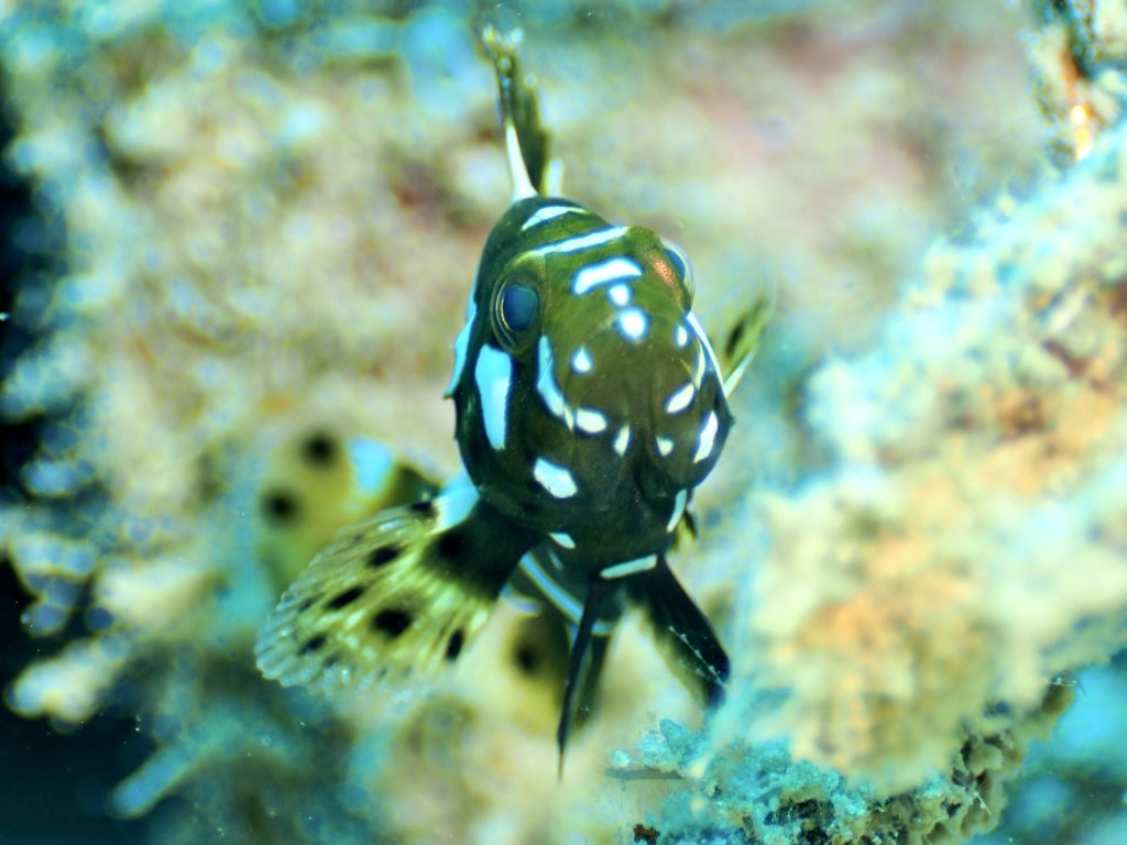 チョウチョウコショウダイ 幼魚