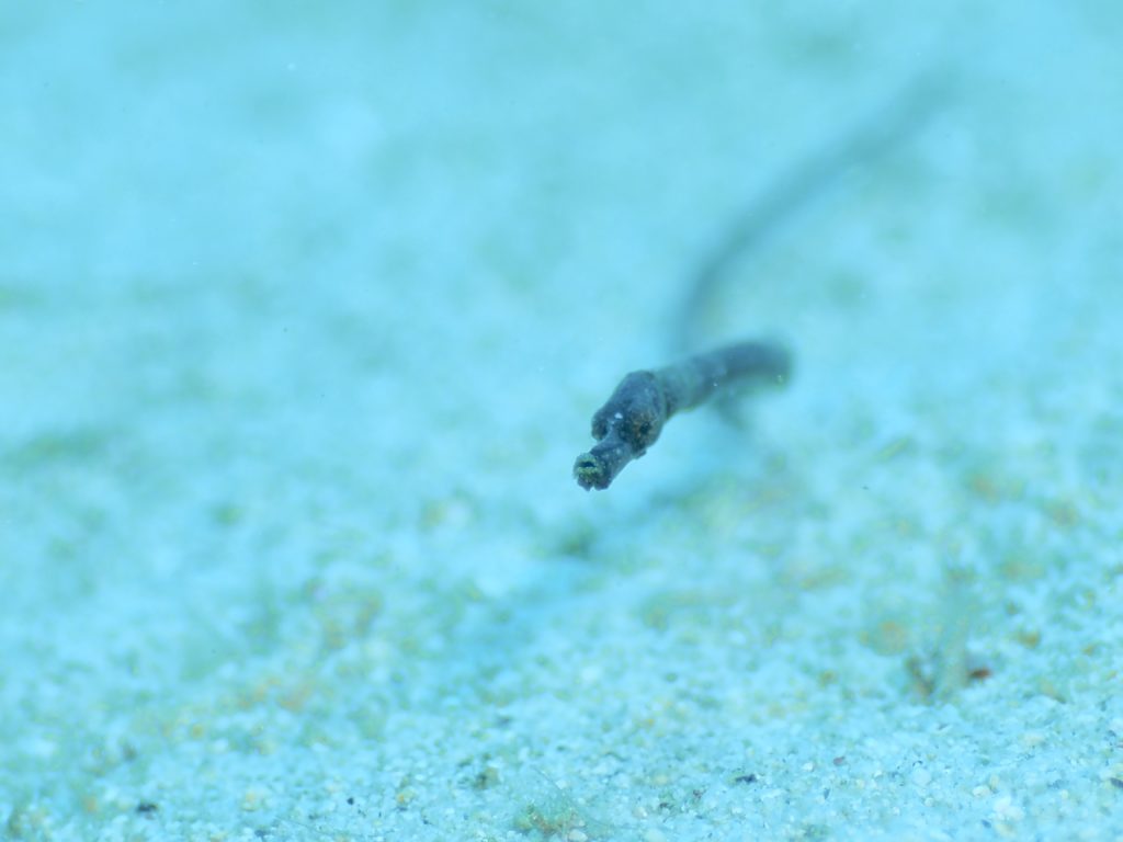 沖縄 タツノハトコ