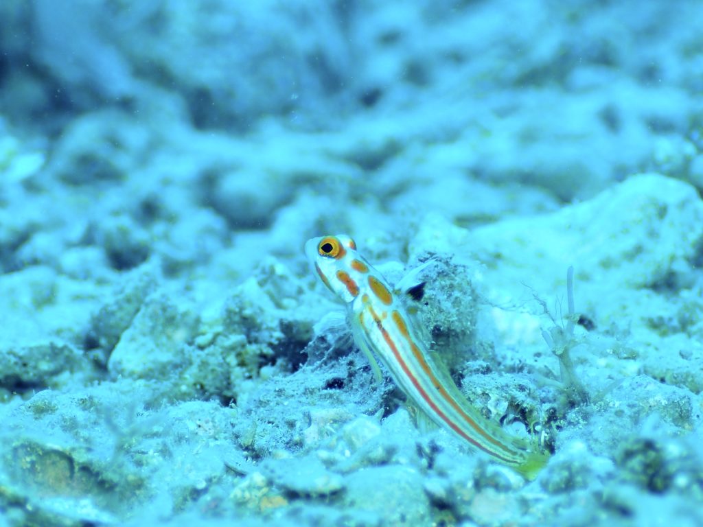 沖縄北部 ヤシャハゼ