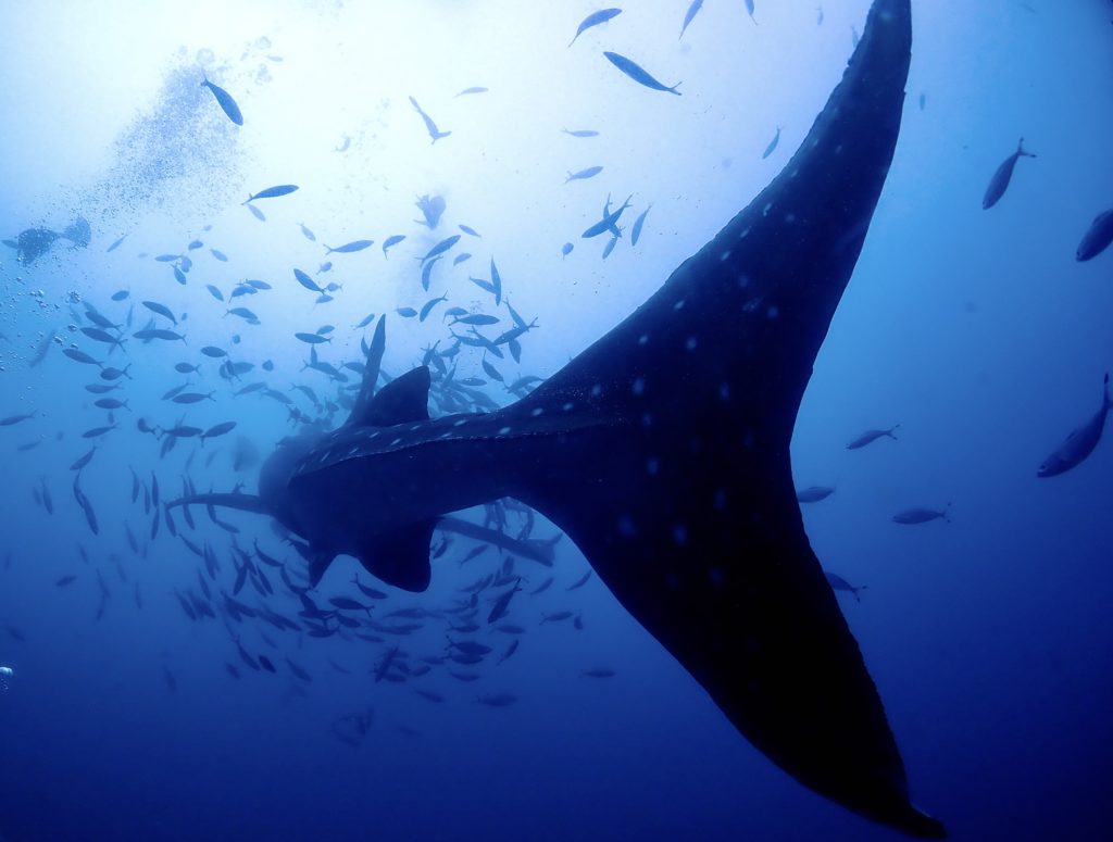 沖縄　ジンベエザメ