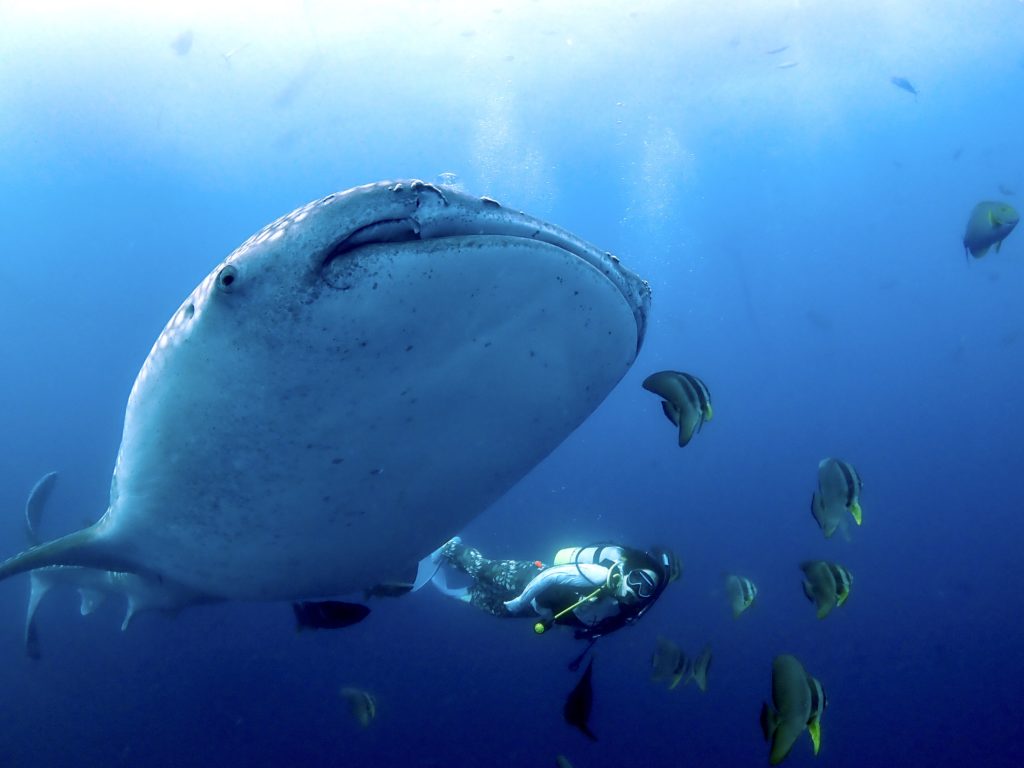 ジンベエザメ　ファンダイビング