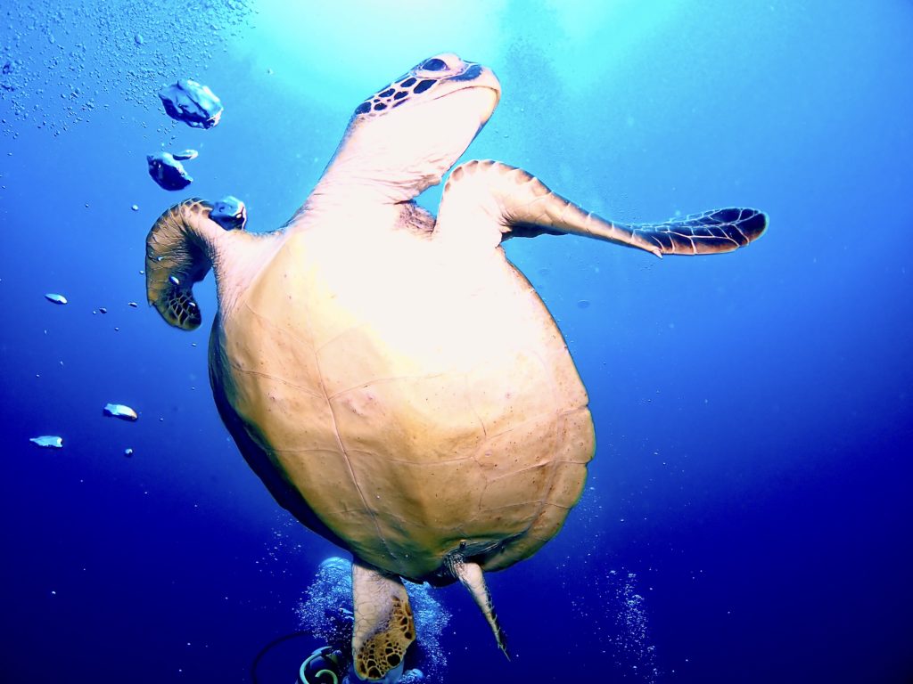 恩納村　ウミガメ