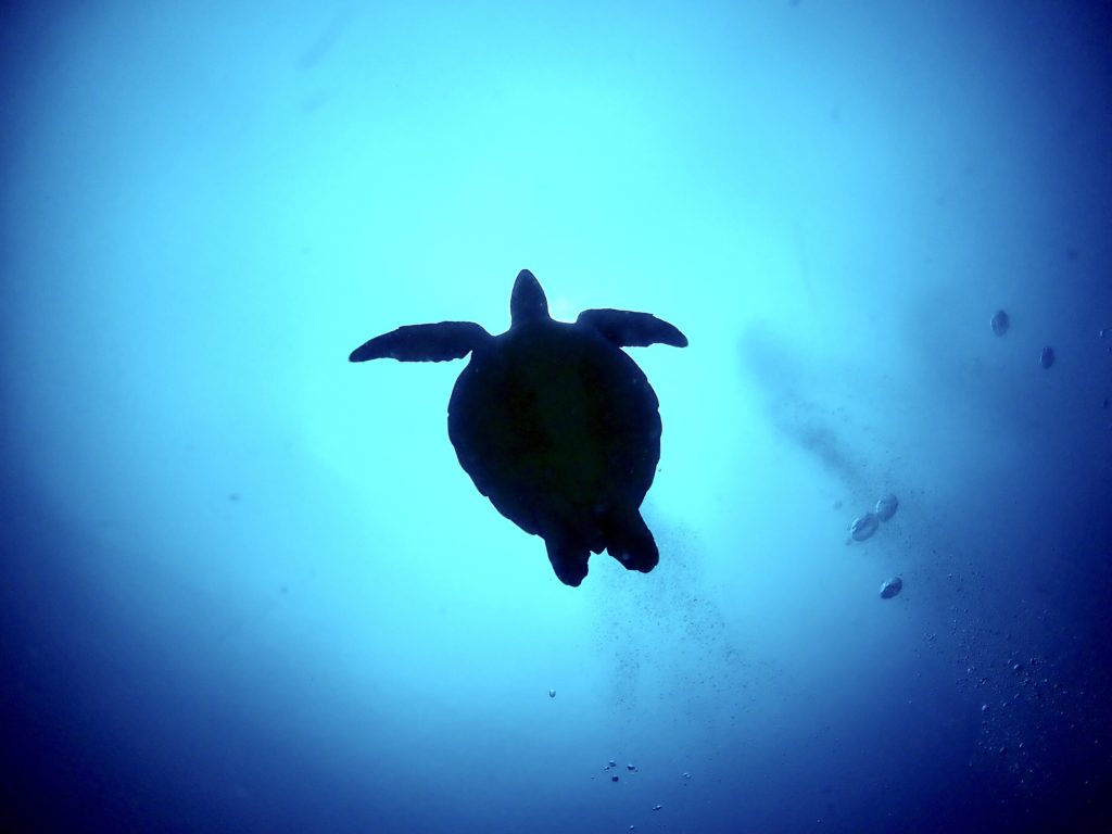 恩納村　ウミガメ