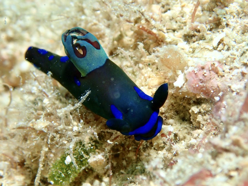 砂辺 ミドリリュウグウウミウシ