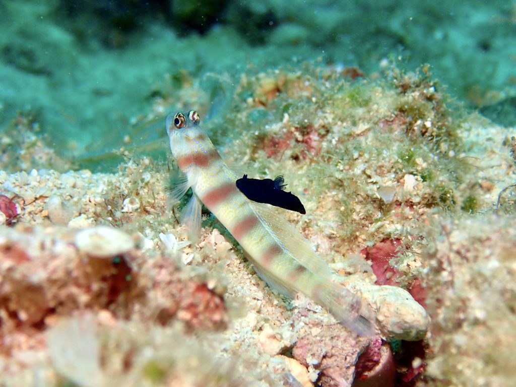 ダテハゼ スミゾメキヌハダウミウシ