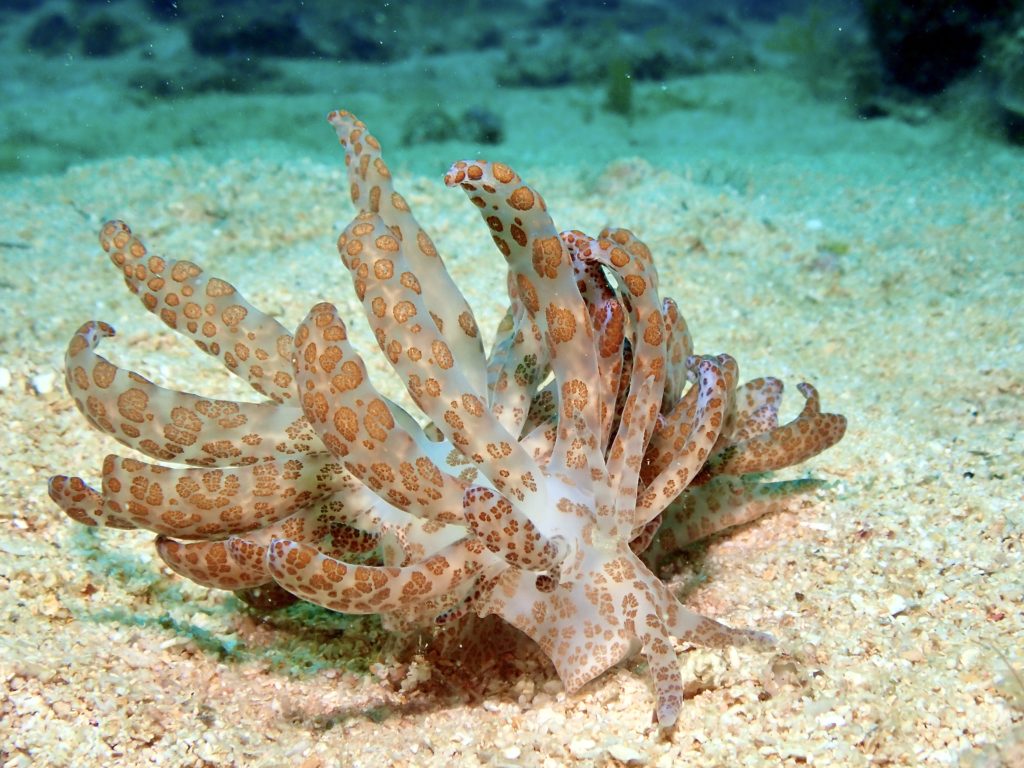 沖縄 オオコノハミノウミウシ