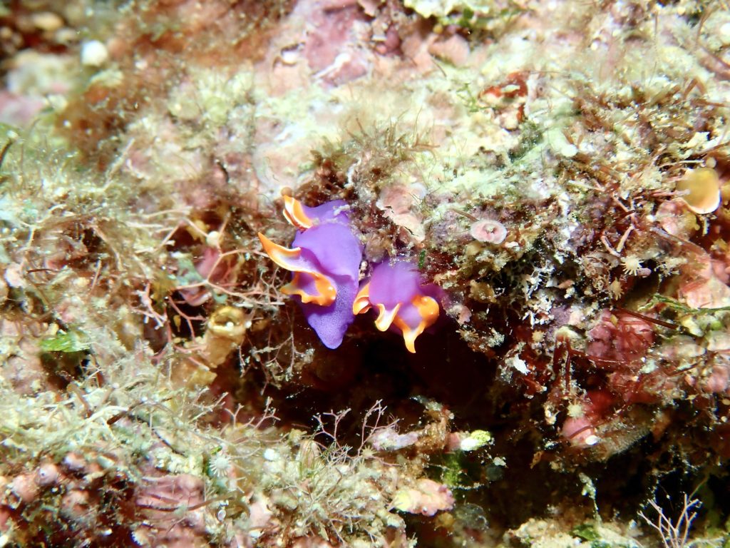 沖縄 ムラサキウミコチョウ