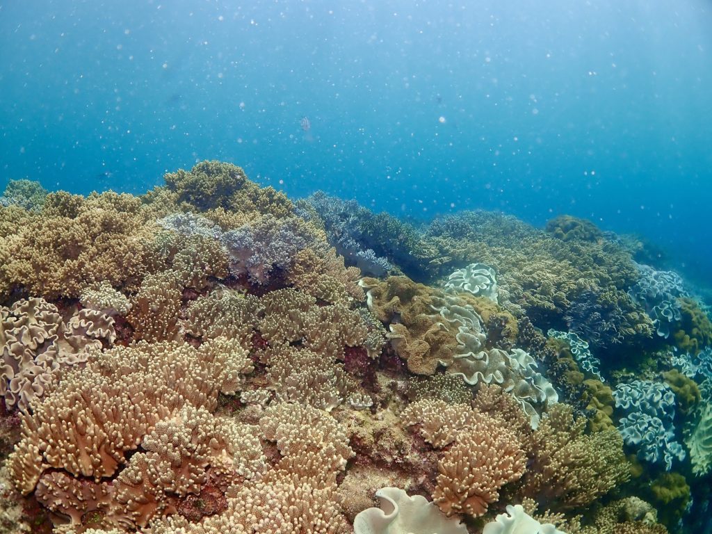 ソフトコーラル お花畑