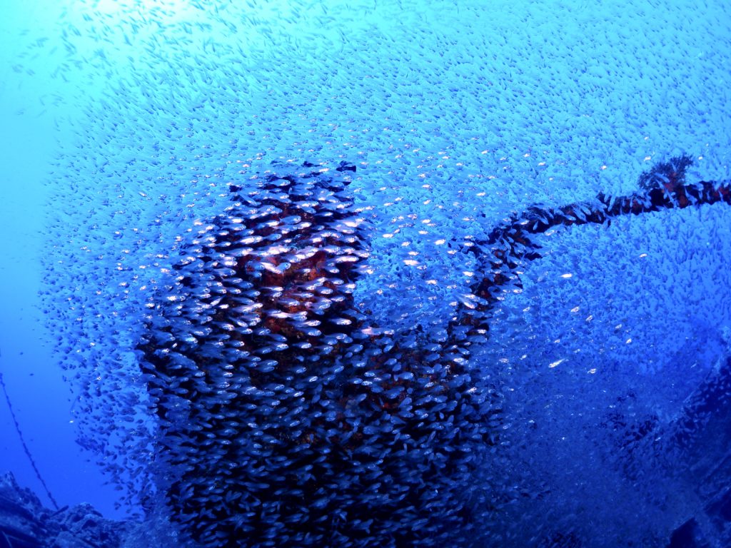 エモンズ スカシテンジクダイ