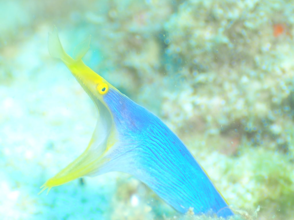 沖縄 ハナヒゲウツボ