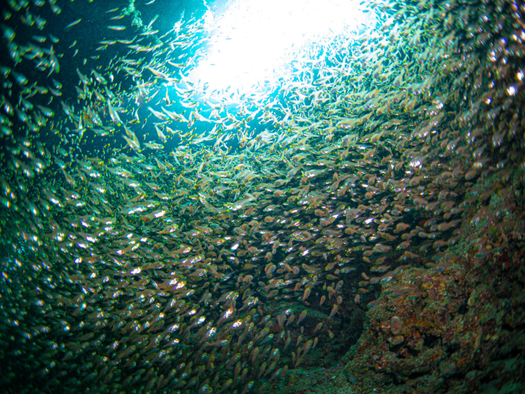 ケラマ　ファンダイビング