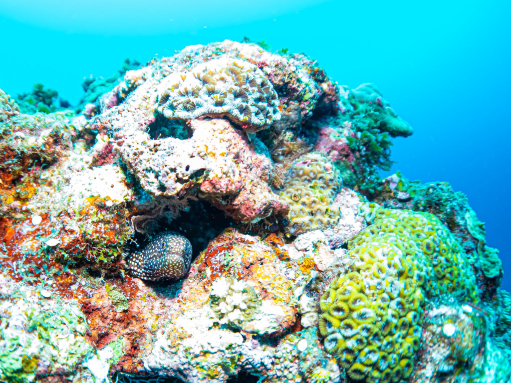 沖縄　ファンダイビング