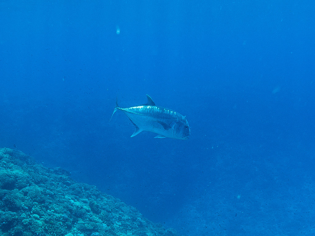 ロウニンアジ　沖縄