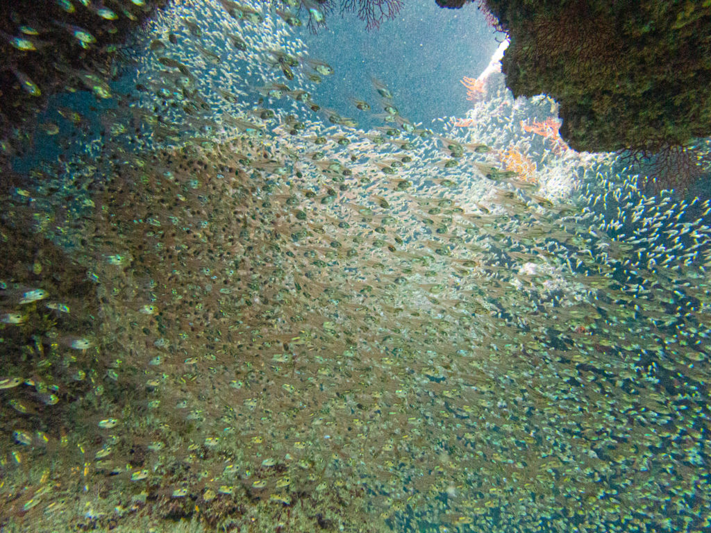 キンメモドキ　慶良間