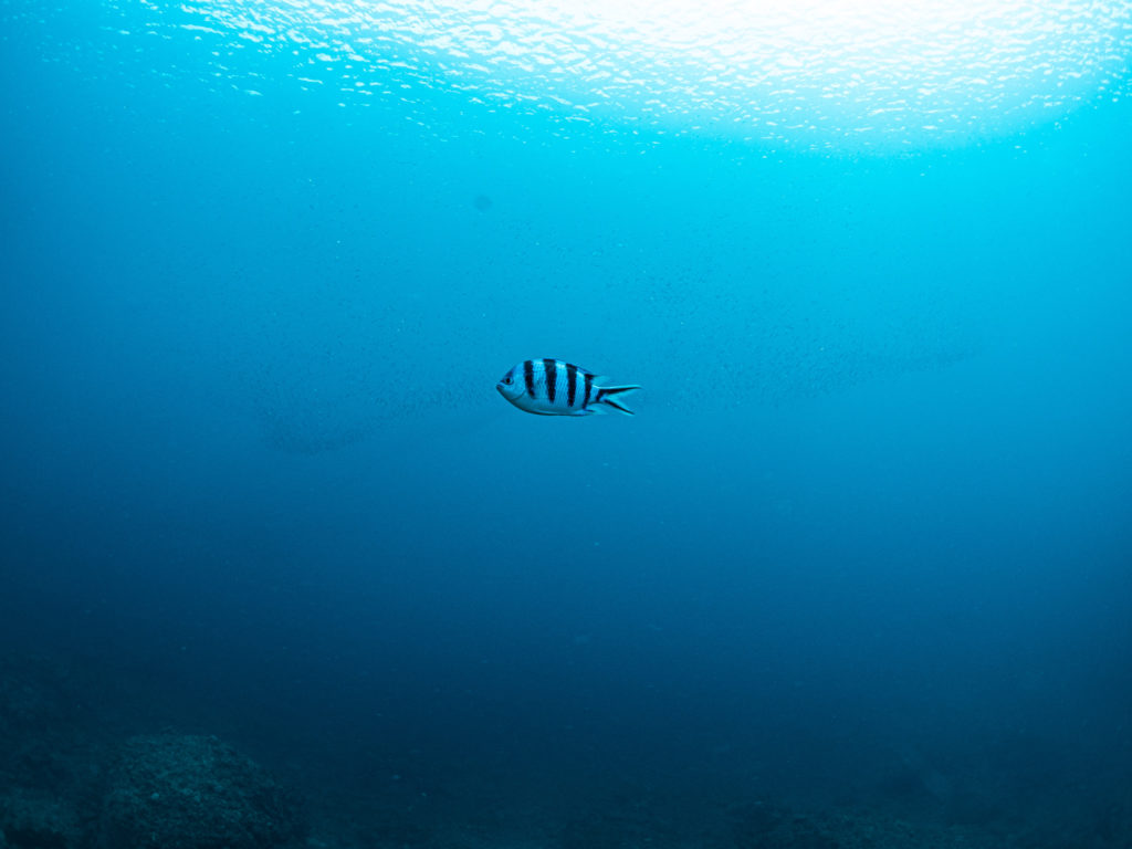 沖縄 ロクセンスズメダイ