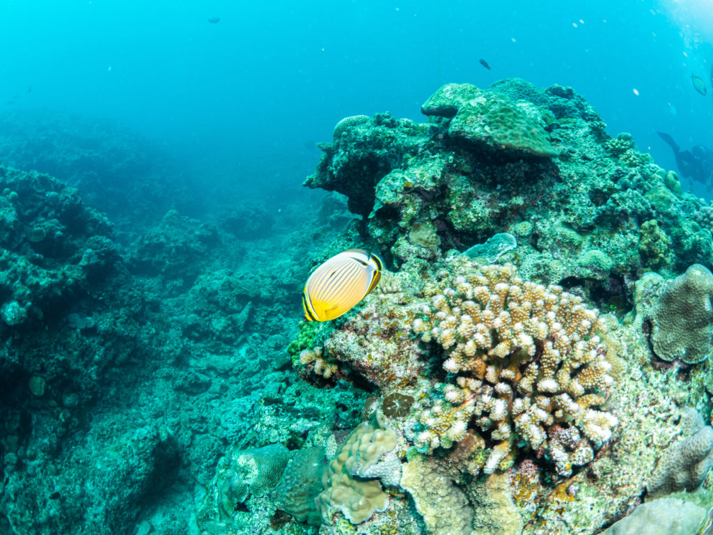 沖縄 ミスジチョウチョウうお