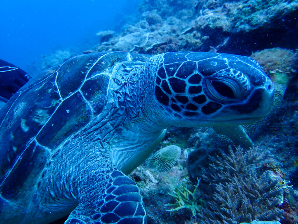 ウミガメとダイビング