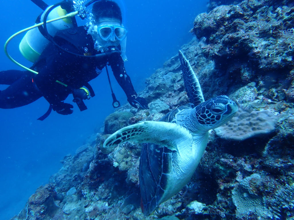 ウミガメ ファンダイビング
