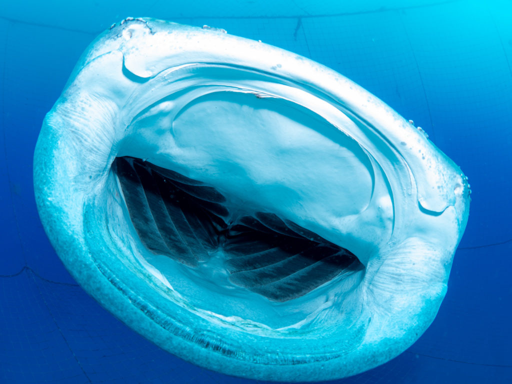 沖縄 ジンベエザメ