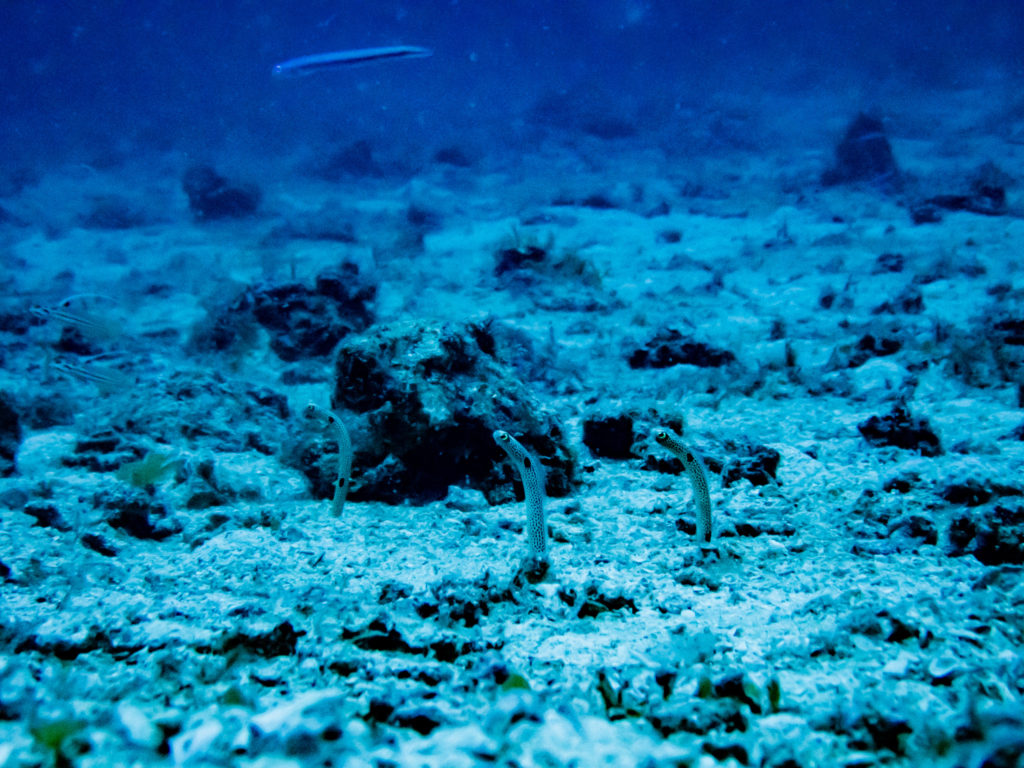 真栄田岬 チンアナゴ