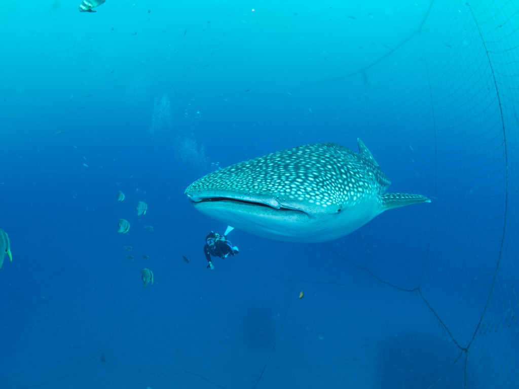 ジンベエザメ ファンダイビング