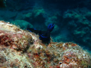 沖縄　ミドリリュウグウウミウシ