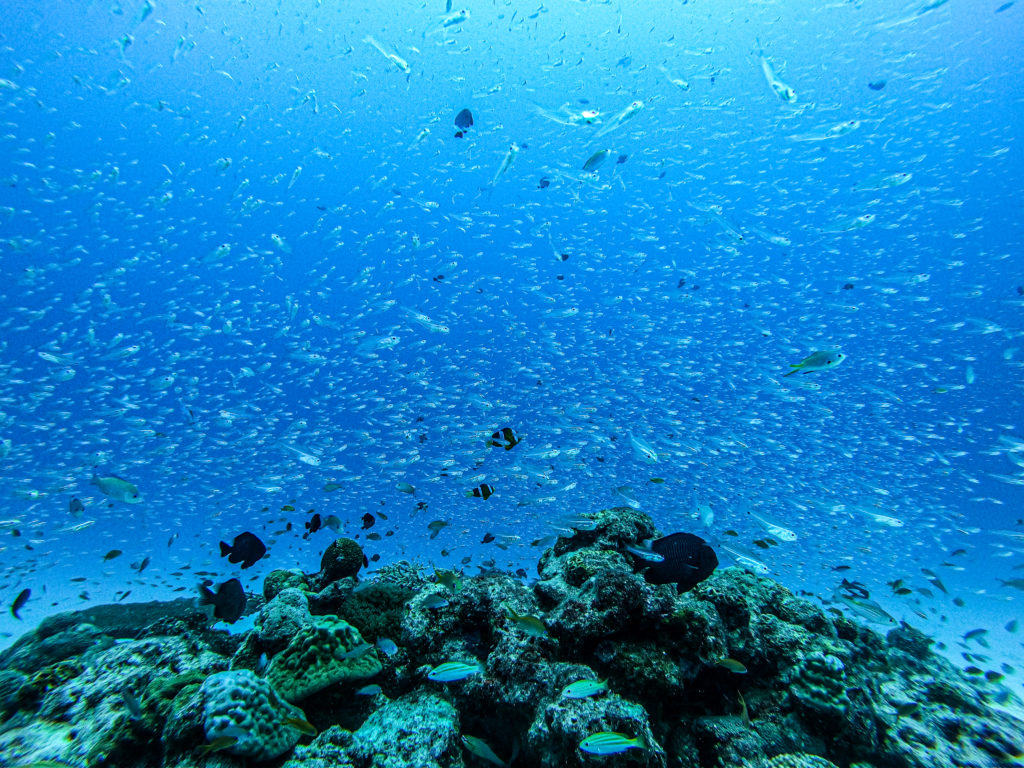 水納島　ファンダイビング