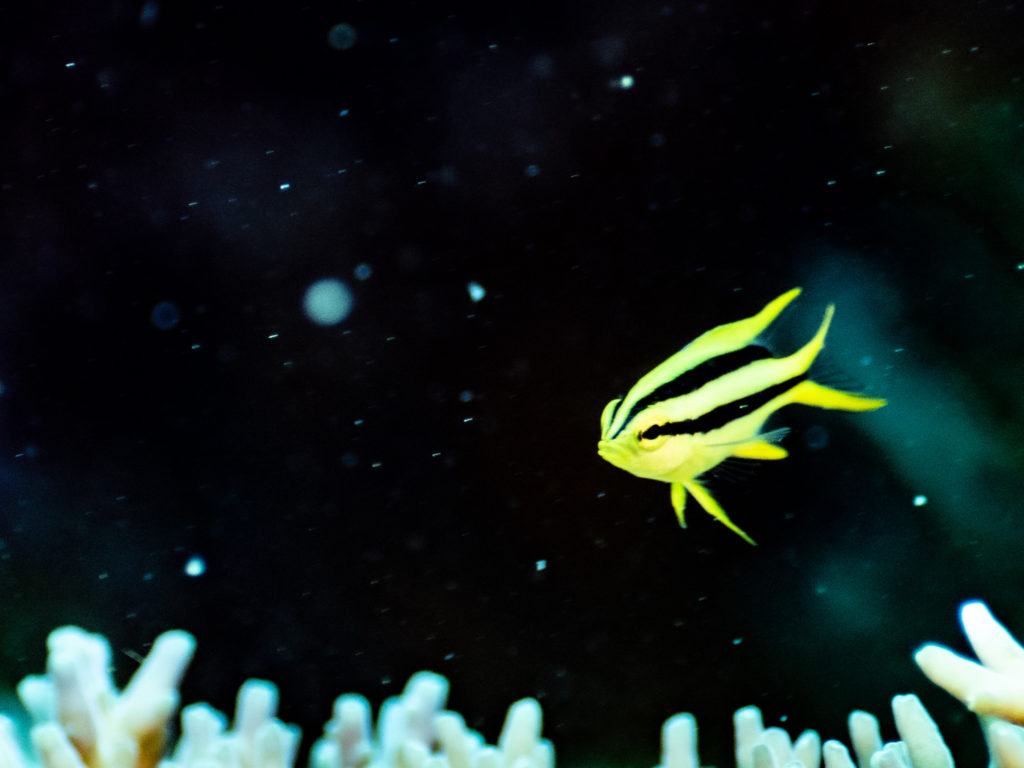 ヒレナガスズメダイ（幼魚）