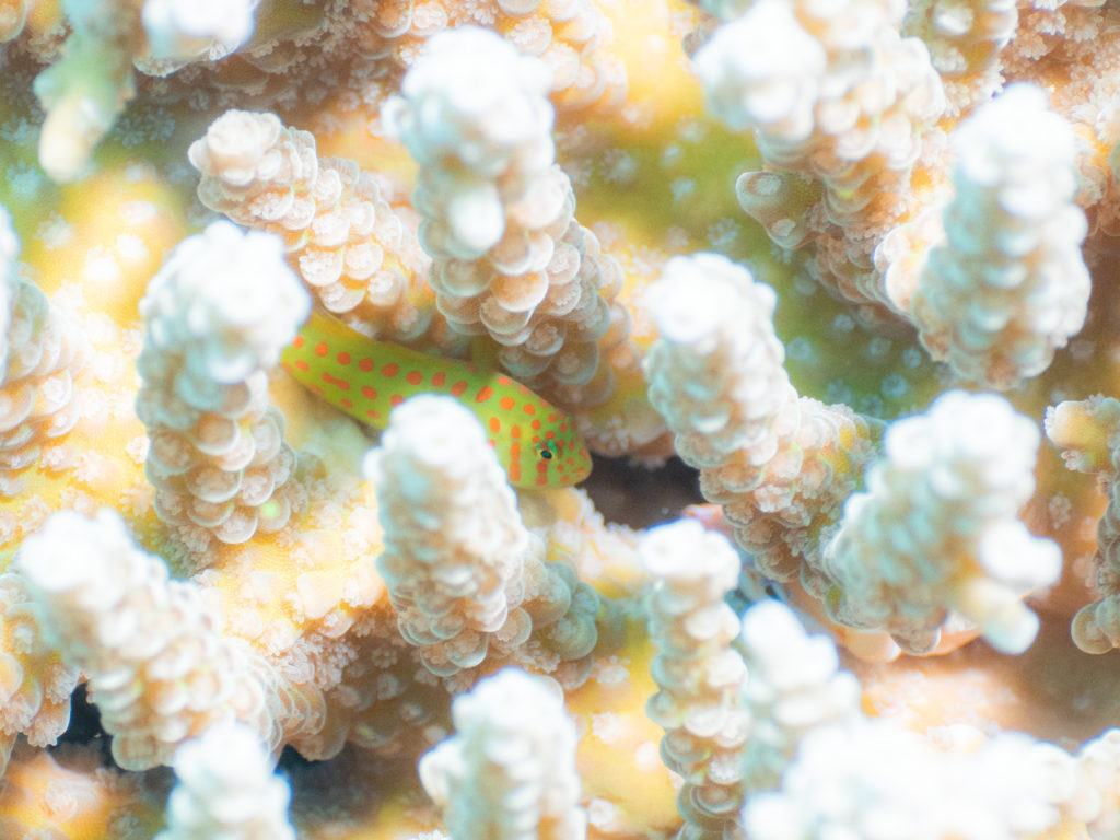 アカテンコバンハゼ　真栄田岬