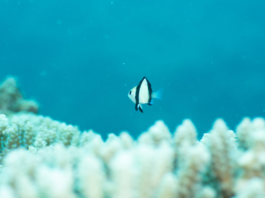 フタスジリュウキュウスズメダイ　恩納村