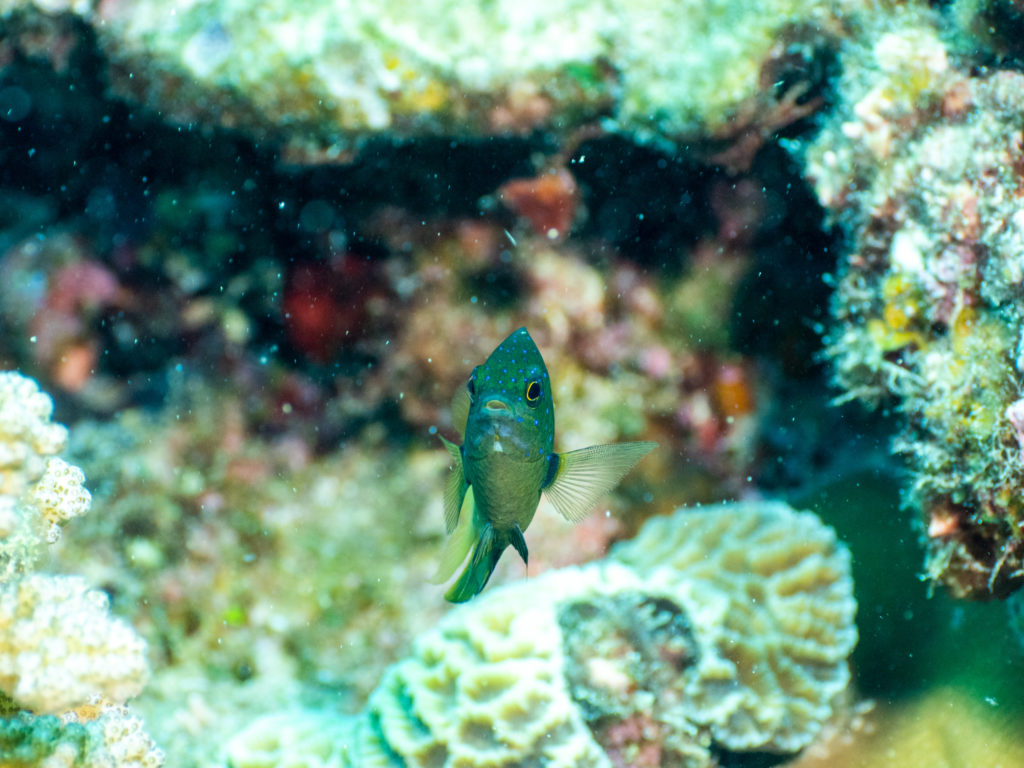 ルリホシスズメダイ　恩納村