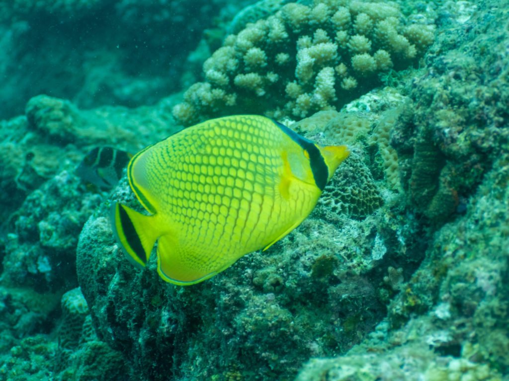 アミメチョウチョウウオ　真栄田岬