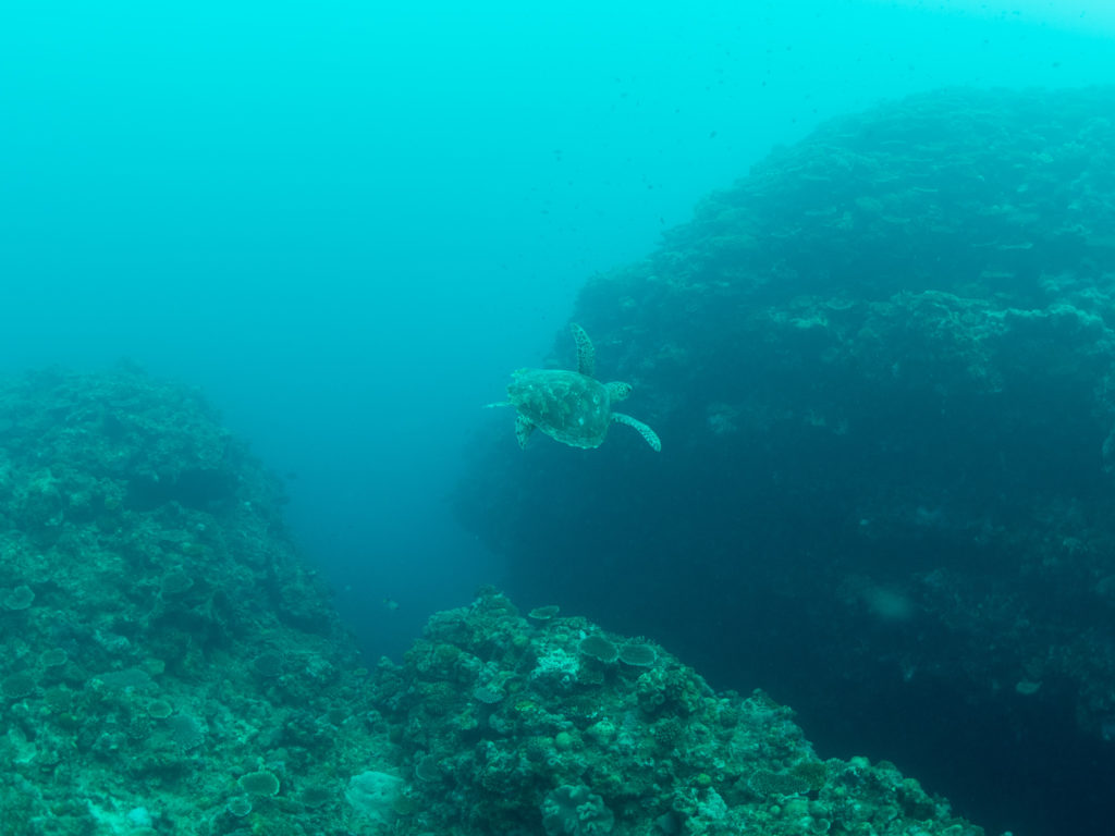 ウミガメ 恩納ポイント